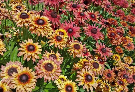 Sahara (Rudbeckia/Black-Eyed Susan) Sahara Rudbeckia, Rudbeckia Sahara, Organic Seeds, Black Eyed Susan, Black Eyed, Planting Seeds, Eye Black, My Flower, Seeds