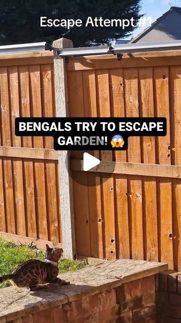 Chai & Aura on Instagram: "Our Bengals try to escape the garden after we put up the "unescapable fence rollers"... or so we thought. #bengalcat #bengalcats #cats #catproof #funny #fail" Cat Proofing Fence, Cat Roller Fence, Cat Fence Rollers, Cat Proof Backyard, Cat Fence Outdoor, Cat Safe Garden, Cat Proof Garden, Cat Proof Fence, Funny Cat Fails