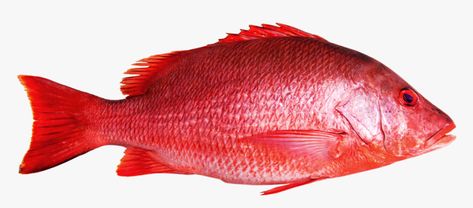 Fish Front View, Red Snapper Photography, Fish Png Images, Red Snapper Fish, Transparent Fish, Snapper Fish, Transparent Fish Underwater, Ios Widgets, Beautiful Tropical Fish