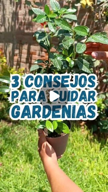 Jardín de Toby | Plantas y Jardines on Instagram: "🪴 3 consejos para cuidar tus gardenias o jazmín del cabo. 🪴  1️⃣ Prepara y dale un sustrato especial, esponjoso, poroso, drenante y ácido. 🔥🌱  2️⃣ Riega frecuente pero ligero, mantén húmedo el sustrato. 💧  3️⃣ Dale de 8000 a 15000 lux. El equivalente a estar al lado de una ventana en dirección al sur con horas de sol filtrado. ✨☀️  Un par de consejos adicionales si quieres hacerla florecer este verano: 🌸  ✅ Riega lo justo, espera que comiencen a decaerse ligeramente los brotes (técnica peligrosa). 🌿💧  ✅ Macetas pequeñas, angostas pero algo profundas. Mantén una proporción de 70% planta, 30% maceta. 🪴  Deseas un cambio en tu vida y en la de tus plantas, logrando pasar del ¿Qué debo hacer? a...  ✅ Mis plantas cada día se ven más her House Plants, Magnolia, Exterior, Plants, On Instagram