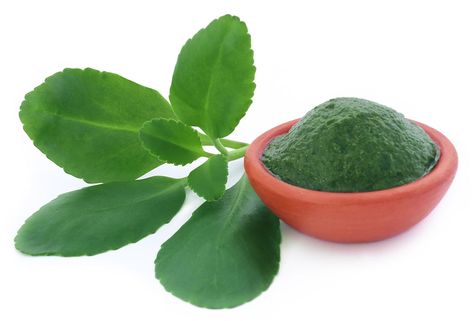 Miracle Leaf, Leaf Health, Paddle Plant, Plant Benefits, Herbal Plants, Natural Healing Remedies, Perennial Herbs, Medical Knowledge, Traditional Medicine