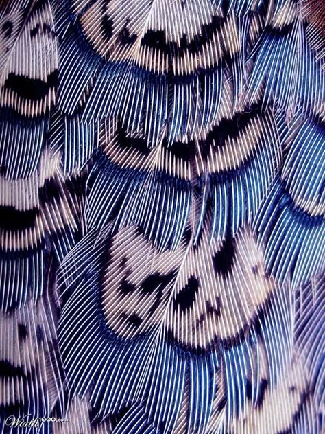 On The Wings Of Love, Blue Feathers, Texture Inspiration, Natural Forms, Patterns In Nature, Color Textures, Natural Texture, Surface Pattern, Textures Patterns