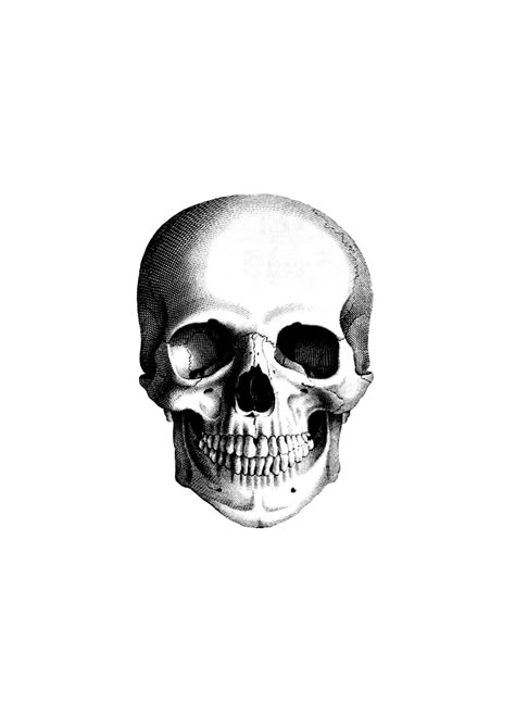 Microrealism Skull Tattoo, Skull Tattoo Reference, Human Skull Tattoo, Skull Tattoo Stencil, Human Skull Drawing, Memento Mori Tattoo, Memento Mori Skull, Skull Icon, Skull Reference