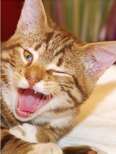 35 Cats And Other Cute Animals Winking Cat Noises, Cat Stories, Cat Behavior, Cat Facts, Funny Cat Memes, Cute Animal Pictures, Happy Cat, Silly Cats, Beautiful Cats