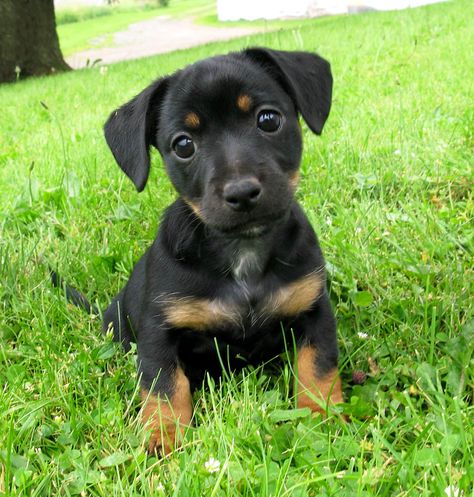 Aislinge Bray - Jack Russell Terrier - Russell Terrier - Black and ... Jack Russell Puppy, Jack Terrier, Jack Russell Terrier Puppies, Jack Russell Puppies, Rare Dogs, Jack Russell Dogs, Jack Russells, Dog Store, Jack Russel