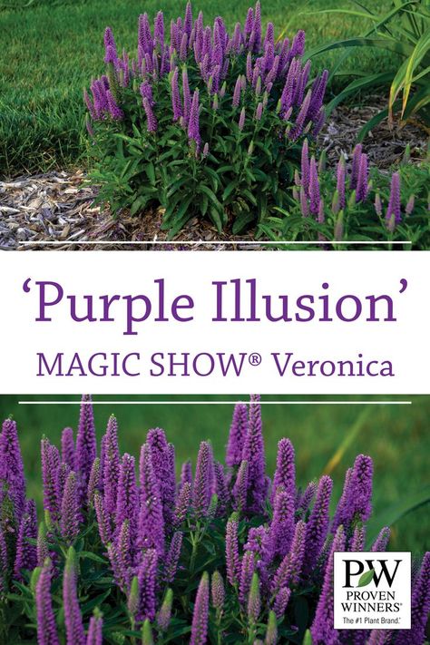 'Purple Illusion' matches the habit and flower size of 'Wizard of Ahhs', but with thick, purple flowers. Dark green leaves form a thick foliar canopy, so the plant has substance even after it has finished blooming. 'Purple Illusion' requires vernalization to bloom. Veronica Purple Illusion, Dark Purple Perennials, Purple Illusion, Partial Shade Flowers, Purple Perennials, Proven Winners Perennials, Front Flower Beds, Dark Green Leaves, Flowers Dark