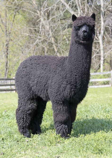 Animal Pfp Cute, Alpacas Cute, Black Llama, Cute Animal Pfp, Cute Lama, Animal Pfp, Llama Pictures, Black Alpaca, Animal Aesthetic