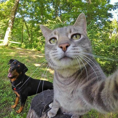 Animal Selfies, Selfie Cat, Selfie Pose, Cat Selfie, Take A Selfie, Taking Selfies, Silly Animals, Cat Aesthetic, Cat Care