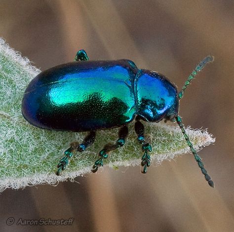 "Green" Blue Milkweed Beetle - Chrysochus cobaltinus.    I remember going to the beach when I was little and being covered in hundreds of tiny blue iridescent beetles, I think this was the variety. Milkweed Beetle, Leaf Beetle, Macro Photography Nature, Beautiful Insects, Green Beetle, Cool Insects, Insect Photography, Beetle Insect, Cool Bugs