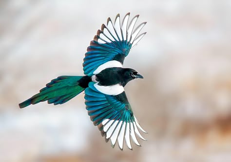 Do Magpies Like Stealing Shiny Things?  An experiment put the bird's thieving reputation to the test. https://www.audubon.org/news/do-magpies-stealing-shiny-things?ms=digital-eng-social-facebook-x-20190400_fb_link&utm_source=facebook&utm_medium=social&utm_campaign=20190400_fb_link Kenku Rogue, Magpie Aesthetic, Magpie Illustration, Magpie Tattoo, Eurasian Magpie, Magpie Art, Amstaff Puppy, Bird Flying, Wildlife Photos