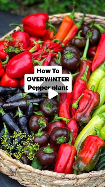 Visakha Mao on Instagram: "Pepper plants are perennial, meaning they can live for many years in the right conditions.

WHAT IS OVERWINTERING?

🌶️Since pepper plants cannot tolerate a hard frost, we want to keep them alive through winter.

WHY OVERWINTER PEPPER PLANTS? 

🌶️The main reason to overwinter is to give the plants a head start in the following year. 

🌶️ The benefits of overwinter pepper plants will help the plant to regrow more quickly, healthy,  and Larger yields. 

🌶️ Another reason , I want to overwinter is to preserve some special varieties of pepper plants. 

🌶️ If you live in warmer climates, like zone 10b, you can grow them year round.

🌶️ if you Live in frost area, you can overwinter pepper plant in small containers and keep indoor or in greenhouse. And bring them b Hot Pepper Plants, Hot Peppers Plants, Bell Pepper Plant, Regrow Vegetables, Pepper Plant, Vegetable Garden Tips, Garden Container, Overwintering, Pepper Plants