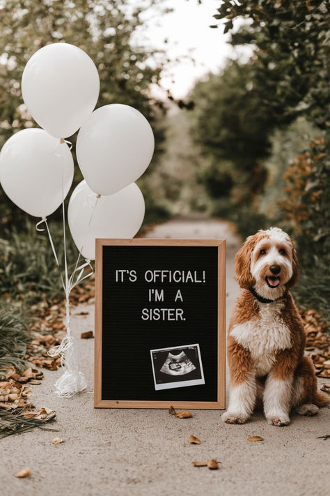 A cute October pregnancy announcement with dog sitting next to a letterboard that reads, "It's official! I'm a sister," along with ultrasound photos and white balloons. This fall pregnancy announcement is a unique and playful way to share your exciting news, perfect for a fall baby announcement. The autumn setting adds a cozy touch to this unique pregnancy announcement idea for October. October Pregnancy Announcement, Pregnancy Announcement With Dog, Pet Pregnancy Announcement, First Baby Announcements, First Pregnancy Announcements, Family Baby Announcement, Fall Baby Announcement, Pregnancy Announcement Pictures, Dog Baby Announcement