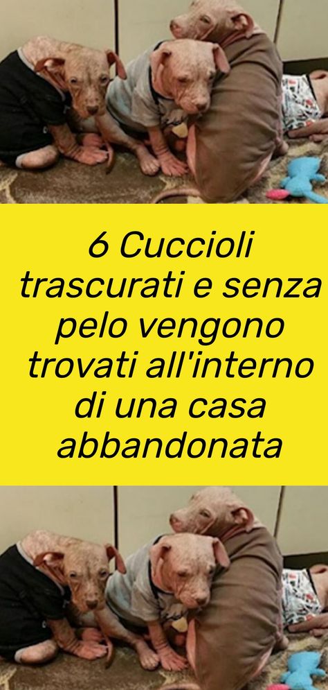 Sei cuccioli trascurati e senza pelo sono stati ritrovati all'interno di una casa abbandonata in condizioni gravissime #cani Jack Russell Terrier Puppies, Terrier Puppies, Russell Terrier, Jack Russell Terrier, Jack Russell, Puppies, Animals