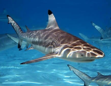 Carcharhinus melanopterus - Black Tip Reef Shark Black Tip Reef Shark, Blacktip Reef Shark, Blacktip Shark, Shark Board, Black Tip Shark, Silly Sharks, Types Of Sharks, Shark Stuff, Shark Photos