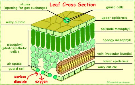 Leaves and Leaf Anatomy - EnchantedLearning.com Leaf Structure And Function, Structure Of A Leaf, Leaf Anatomy, Extra Knowledge, Animal Cell Project, Plant Physiology, Cells Project, Leaf Structure, Plants Unit