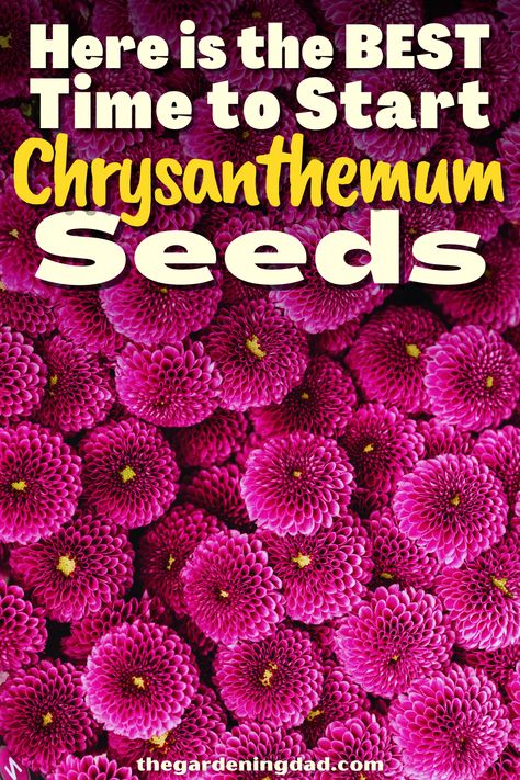 Do you want to start growing Chrysanthemum seeds? The Gardening Dad will go over the tips and tricks to get the flowers you have always wanted. #Thegardeningdad #Chrysanthemum #flowers Mum Seeds, Flowers From Seed, Chrysanthemum Seeds, Backyard Flowers Garden, Companion Gardening, Chrysanthemum Flower, Fruit Garden, Growing Flowers, Fall Flowers