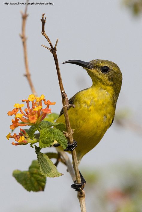 Olive Backed Sunbird, female | by zulbaning Sunbittern Bird, Common Swift Bird, Yellow Billed Hornbill, Tree Swallow, Yellow Billed Cuckoo Bird, Art Advice, Most Beautiful Birds, Still Life Photos, Kinds Of Birds