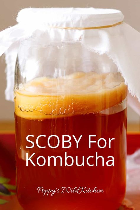 How To Make a Scoby - Simple Steps How To Make Scoby, Best Kombucha, Make Your Own Kombucha, Kombucha Starter, Kombucha Scoby, How To Brew Kombucha, Homemade Kombucha, Kombucha Recipe, How To Make Beer