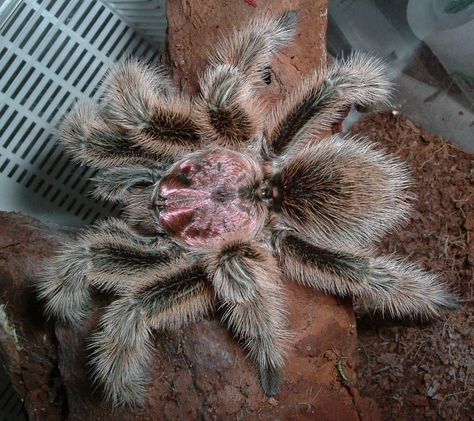 chilean rose tarantula Rose Hair Tarantula, Rose Tarantula, Spider Baby, Large Spiders, Desert Animals, Itsy Bitsy Spider, A Bug's Life, Rare Animals, Creepy Crawlies