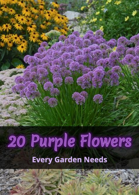 Purple Flower Beds Front Yards, Purple Container Flowers, White And Purple Garden Ideas, Purple Flower Plant, Purple And White Landscaping, Purple Perennial Flowers, Purple Plants Outdoors, Purple Bulbs Flowers, Purple Plants Landscaping Ideas