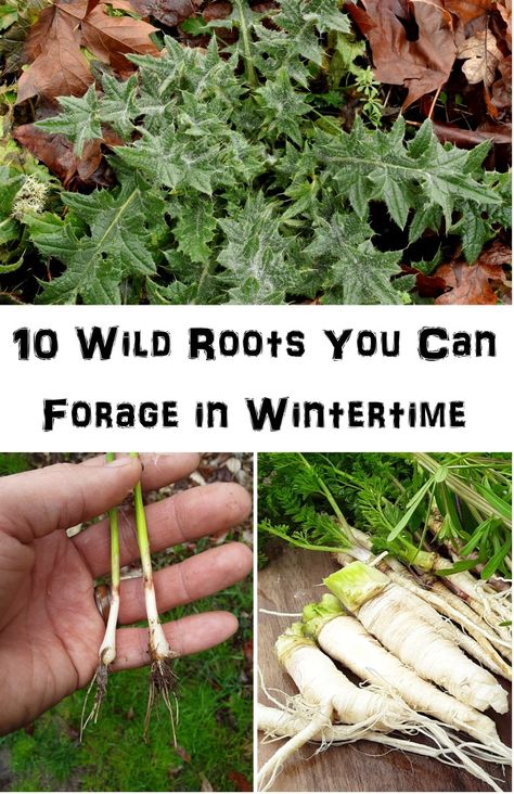 Pnw Foraging, Wild Crafting, Nomadic Life, Wild Onions, Wild Food Foraging, Biennial Plants, Foraged Food, Wild Garden, Chicory Root