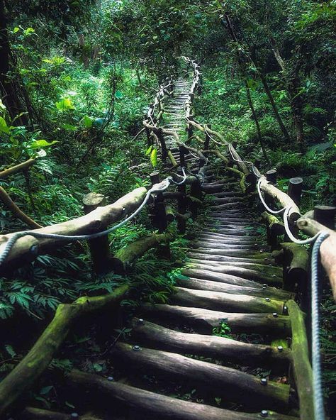 😍I Fully Believe That This Stairway Leads To Paradise🌲Tag The One You To Bring Here👌? Follow➡️ @outdoors.survival.kingdom 📸: @maocool . . Stay in Touch With Our New Posts By Turning on Post Notifications👍 ----------------- Double Tap To Like Tag a Friend Or A Mate ----------------- . . . . . . #outdoorsman#outdoorsy #outdoorfun #outdoorsliving#outdoorslife #outdoorshoot#outdoorsupply #landscapeporn#landscapecaptures #landscapestyles#mountaintop #mountainscape#mountainworld #mountainlovers#c Nature Rain, Rain And Thunder, Temperate Rainforest, Rain Forest, Water Resources, Outdoor Survival, Nature Reserve, Photography Nature, Best Photography