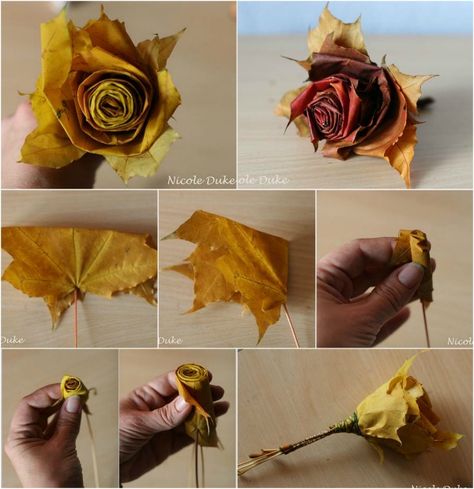 Creative DIY Maple Leaf Roses in 6 Easy Steps Diy Maple Leaf, Leaf Roses, Autumn Leaves Craft, Leaves Changing Color, Diy Leaves, Leaf Crafts, Autumn Crafts, Maple Leafs, Nature Crafts