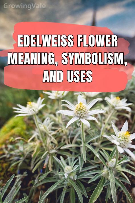 Edelweiss Flower Meaning Edelweiss Meaning, Edelweiss Flower Tattoo, German Flower, Perennials Flowers, Floral Photos, Alpine Flowers, Edelweiss Flower, Clothes Furniture, Flower Meanings