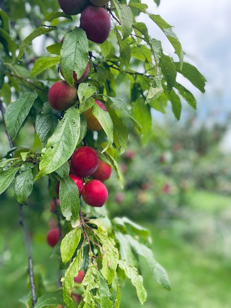 #plum #tree #fruit Plum Tree, My Sister, Plum, Fruit