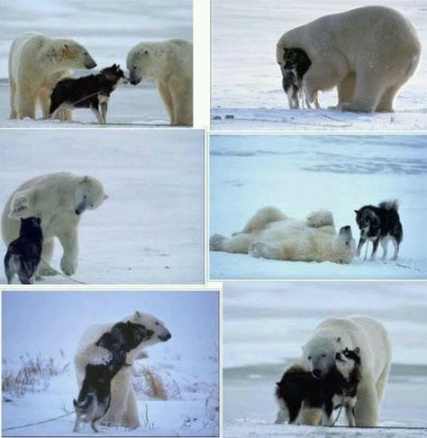 via Sun-gazing ~ polar bear & husky :: friends - photograph by National Geographic ... Unlikely Animal Friends, Animal Funnies, Animals Friendship, Polar Bears, Cute Animal Pictures, Sweet Animals, Animal Planet, Baby Dogs, 귀여운 동물