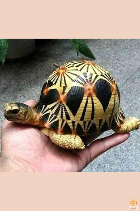 Radiated Tortoise, Tortoise Drawing, Types Of Turtles, Baby Tortoise, Tortoise Turtle, Photo Op, Ocean Life, Toad, Animals Beautiful