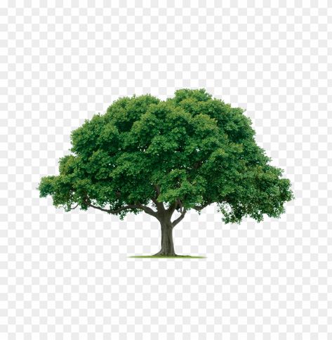 Tree Png Hd, Tree Png, Clear Background, Nature Tree, Nature Backgrounds, Stock Pictures, Image Collection, Free Png, Free Image