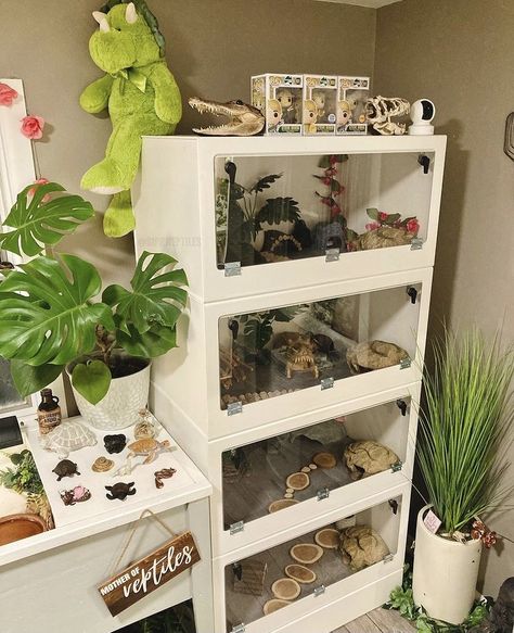 Reptile Rack, Diy Reptile, Bearded Dragon Terrarium, Frog Terrarium, Snake Enclosure, Gecko Terrarium, Fish Tank Terrarium, Reptile Room, Hamster Cages