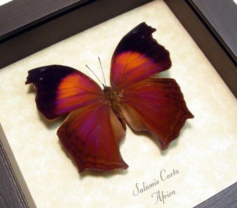 Butterflies Real, Lilac Butterfly, Colourful Butterflies, Framed Butterfly, Glowing Flowers, Insect Taxidermy, Butterfly Pictures, Butterfly Crafts, Nature Collection