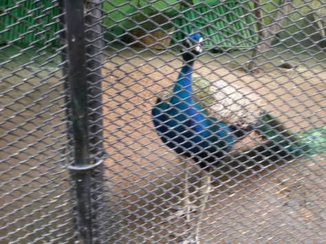 Peacock in a cage cannot go anywhere Amazing Things, Canning, Animals, Quick Saves