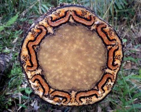 Mother Nature’s Many Unusual Wonders: 15 Pics Spider Monkey, Tree Fern, Owl Pictures, Cross Section, Tree Patterns, Weird And Wonderful, Nature Images, Okinawa, Natural Wonders