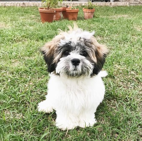 The Zuchon: A Complete Guide | Doggie Designer Zuchon Dog, Bichon Shih Tzu, Shih Tzu Bichon, Shih Tzu For Sale, Shichon Puppies, Pretty Puppies, Cavapoo Dogs, Teddy Bear Puppies, Teddy Bear Dog