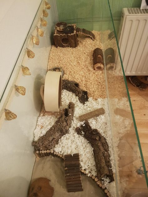 Fish Tank Hamster Cage Ideas, Tank Hamster Cage, Hamster Cages Ideas, Hamster Scaping, Hamster Cage Setup, 2 Hamsters, Iggle Piggle, Hamster Cage Ideas, Hamster Ideas