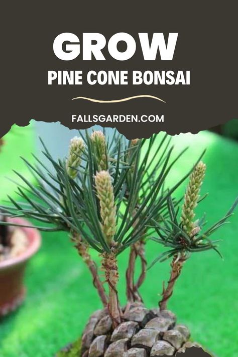 Pine Cone Bonsai How To, Grow A Pinecone, Pine Cone Bonsai, How To Plant A Pine Cone, Growing A Pinecone, Pinecone Bonsai, Pine Cone Seeds, Pine Cone Tree, Growing Organic Vegetables