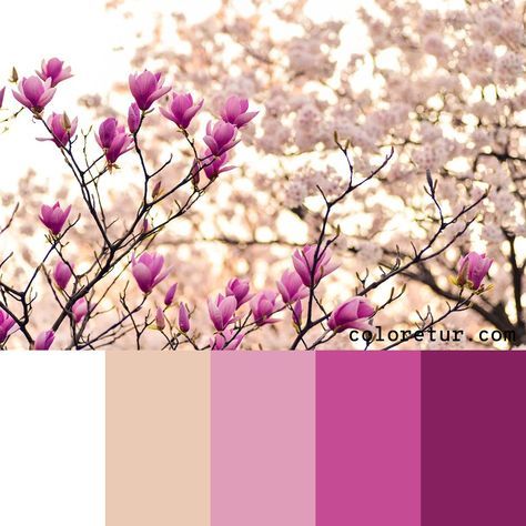 Fushia Pink Colour Palette, Fuschia Color Scheme, Magenta Palette Colour Schemes, Magenta Pallete Color, Magenta Color Palette Colour Schemes, Magnolia Color Palette, Magenta Colour Palette, Magenta Colour Combination, Fuschia Color Palette