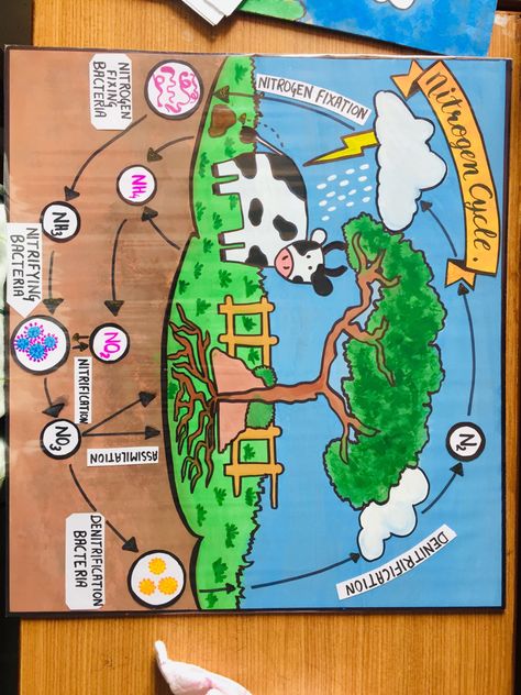 Nitrogen Cycle Drawing, Carbon Cycle Drawing, Nitrogen Cycle Model, Nitrogen Cycle Project, Happy Friends Day, Science Project Models, Cycle Drawing, Fish Printables, Starbucks Cake