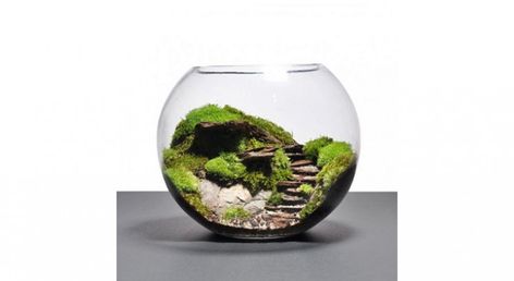 mini jardins zen - photos Pinterest - Mon Jardin Ma Maison Zen Photos, Mini Jardin Zen, Moss Terrarium, Garden Terrarium, Grasses, Creative Ideas, Terrarium, Zen, Miniatures