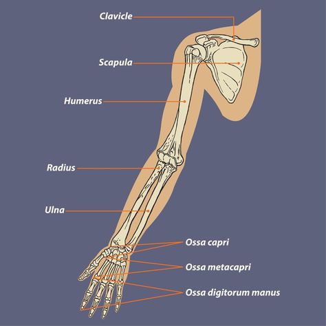 Human Arm Skeletal Anatomy Diagram Forearm Bones, Arm Anatomy, Tattoos Cross, Arm Bones, Drawing Arms, Arm Drawing, Creative Drawing Ideas, Diagram Design Ideas, Diagram Design