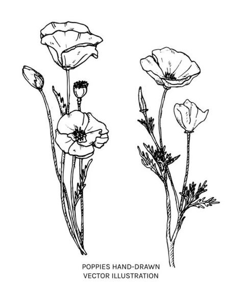 Drawing Of Poppy Flower, California Poppy Flower Drawing, How To Draw A California Poppy, Vintage Poppy Illustration, California Poppy Line Drawing, Poppy Outline Drawing, Poppy Tattoo Black And Grey, California Poppy Illustration, Wild Poppy Tattoo