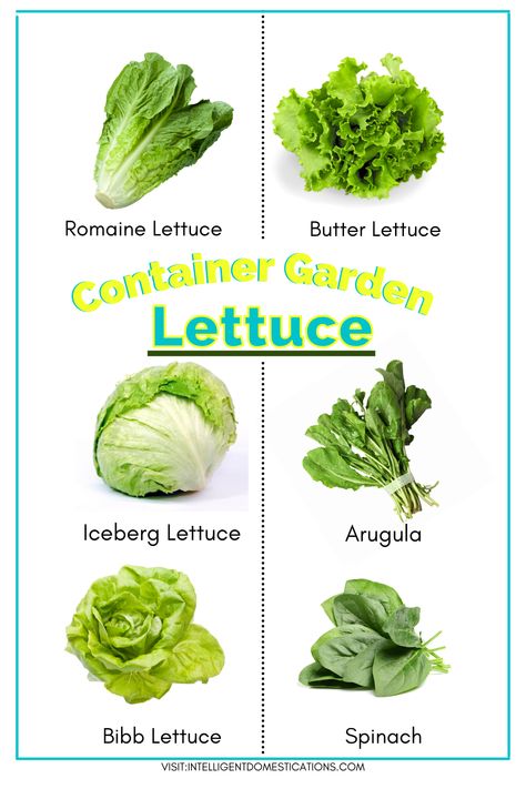 A list of the types of lettuce you can grow in a container garden at home. #containergarden #saladbowl #lettucegarden #vegetablegarden Lettuce Types, Lettuce Garden, Garden Lettuce, Chicken Fajita Wraps, Mediterranean Salad Recipe, Types Of Lettuce, Best Summer Salads, Garden At Home, Fresh Summer Salad