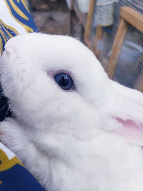 We breed and raise Pedigree'd Blue Eyed White Mini Rex from show quality lines.. Blue Eyes Aesthetic, Pet Rabbit Care, Rabbit Care, Snow Bunnies, Blue Eyed, Pet Rabbit, White Rabbit, Dnd Characters, Rabbits