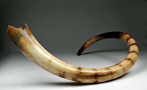 Woolly Mammoth Ivory Tusk Tusk Movie Walrus, Woolly Mammoth Art, Mammoth Skull, Elephant Tusk, Mammoth Ivory, Tusk Necklace, Woolly Mammoth, Weird Plants, Wooly Mammoth