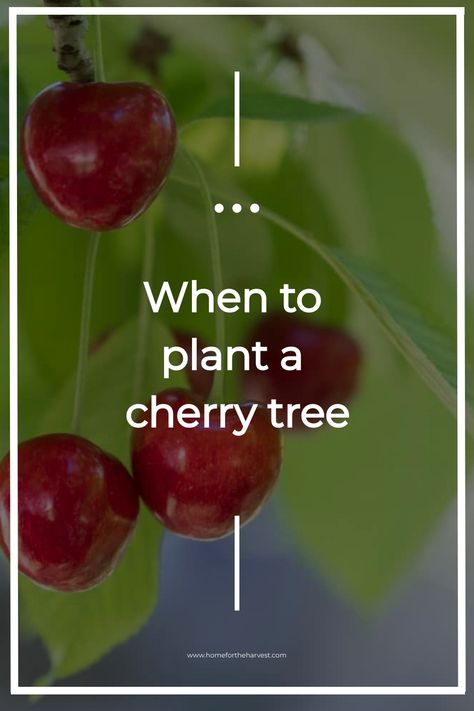 The best time to plant a cherry tree is in the spring or fall. Avoid planting trees in the hottest days of summer or in the winter if the ground is frozen. Springtime is perfect for fruit tree planting as many varieties are available in nurseries, but outdoor temperatures are not yet hot enough to … How To Grow Cherry Tree From Seed, Ground Cherries Growing, Fruit Tree Planting, Planting Cherry Trees, Ground Cherry Plant, Grow Cherry Tree From Pit, Ground Cherries Plant, Planting Fruit Trees, Gardening Memes