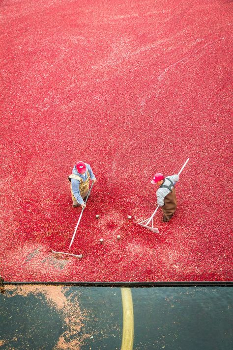 Cranberry Harvest Workers Cranberry Farm, Cranberry Bog, Harvest Season, Product Photography, Cool Places To Visit, Massachusetts, Cranberry, New England, England