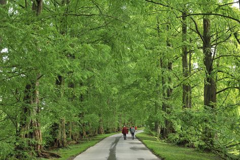 Dawn Redwood Tree, Dawn Redwood, Lake Landscaping, Redwood Tree, Different Seasons, Tree Line, Wood Tree, The Dawn, How To Grow